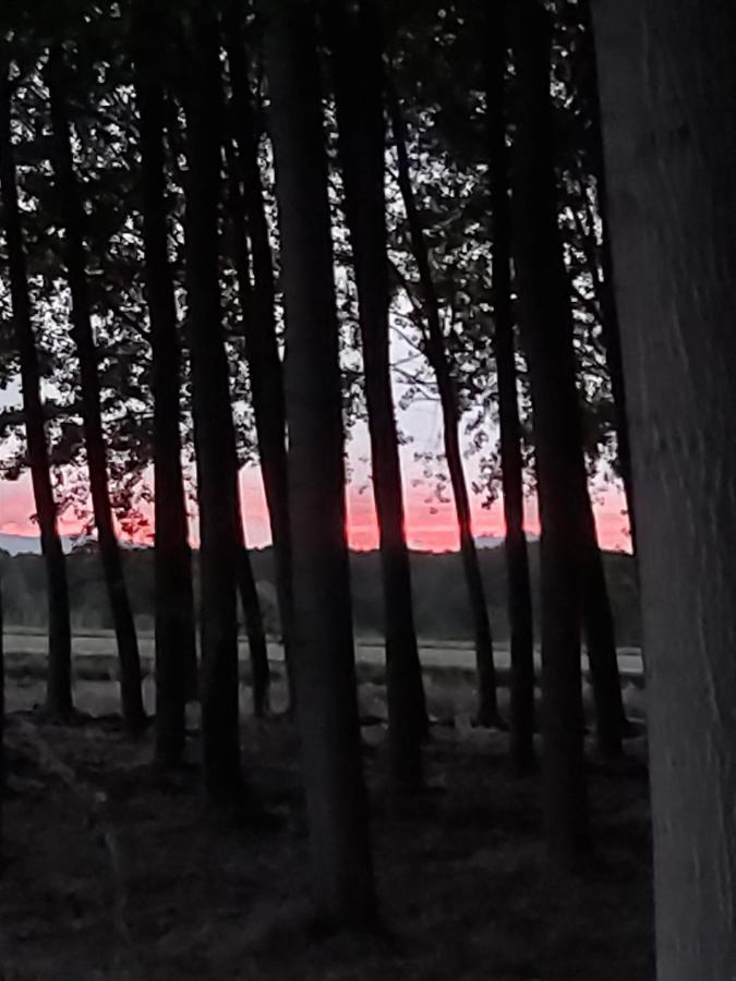 Durmiendo Entre Arboles, Bonita En La Rioja